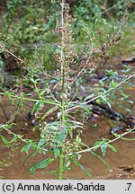 Scrophularia umbrosa