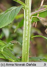 Scrophularia umbrosa