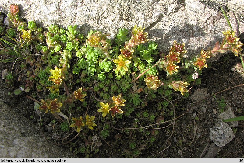 Sedum alpestre