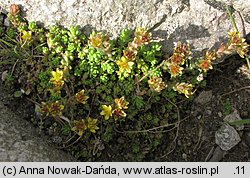 Sedum alpestre