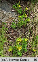 Sedum alpestre