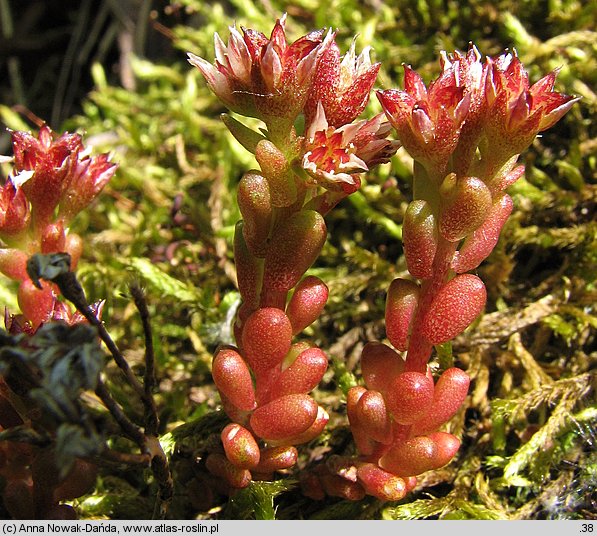 Sedum atratum