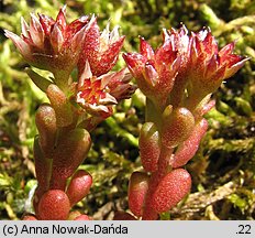 Sedum atratum