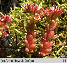 Sedum atratum