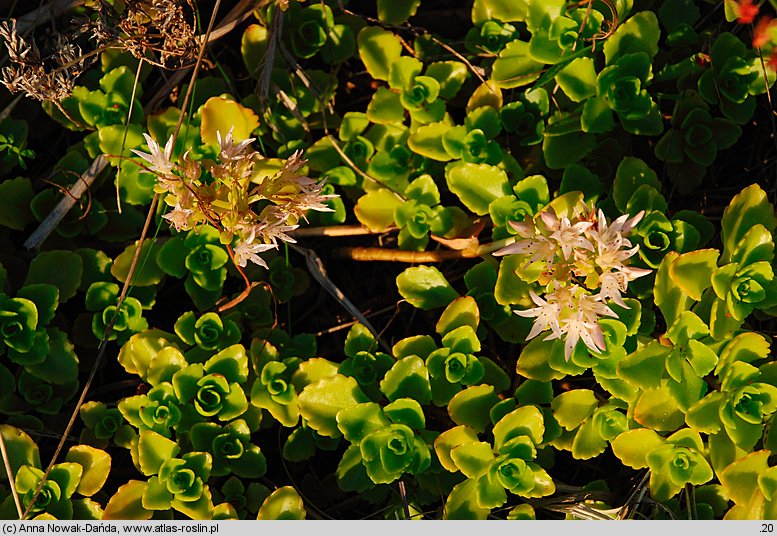 Sedum spurium