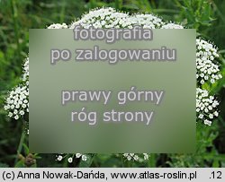 Selinum carvifolia (olszewnik kminkolistny)
