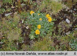 Senecio carniolicus (starzec kraiński)