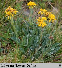 Senecio carniolicus (starzec kraiński)