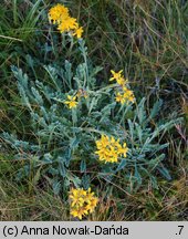 Senecio carniolicus (starzec kraiński)