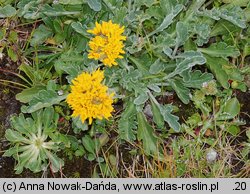 Senecio carniolicus (starzec kraiński)