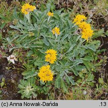 Senecio carniolicus (starzec kraiński)