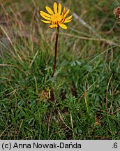 Senecio carpaticus (starzec karpacki)