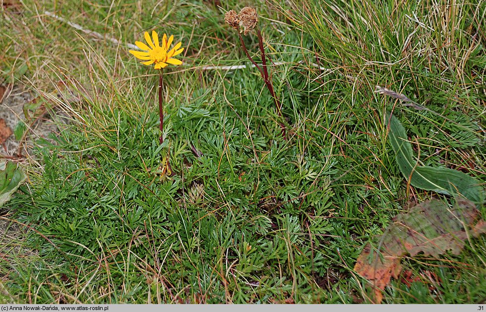 Senecio carpaticus (starzec karpacki)