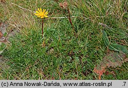 Senecio carpaticus (starzec karpacki)