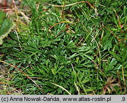 Senecio carpaticus (starzec karpacki)