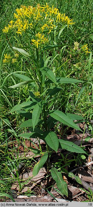 Senecio hercynicus (starzec hercyński)