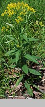 Senecio hercynicus (starzec hercyński)