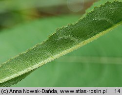 Senecio hercynicus (starzec hercyński)