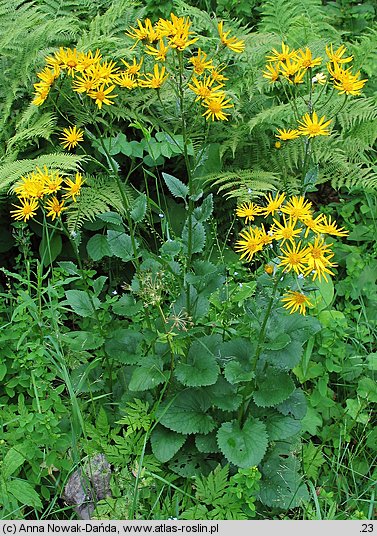 Senecio subalpinus