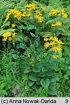 Senecio subalpinus