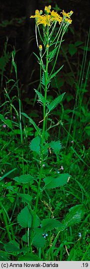 Senecio subalpinus