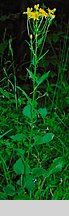 Senecio subalpinus