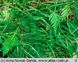 Serratula lycopifolia (sierpik różnolistny)