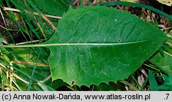 Serratula lycopifolia (sierpik różnolistny)