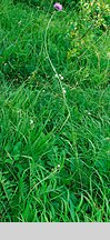 Serratula lycopifolia (sierpik różnolistny)