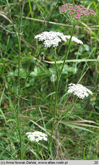 Seseli annuum (żebrzyca roczna)