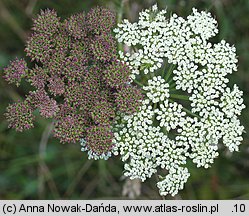 Seseli annuum (żebrzyca roczna)