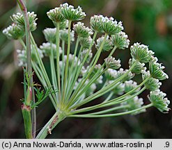 Seseli annuum (żebrzyca roczna)