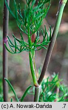 Seseli annuum (żebrzyca roczna)