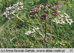 Seseli annuum (żebrzyca roczna)