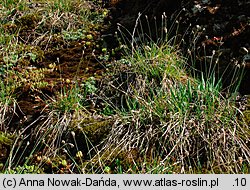 Sesleria albicans (sesleria skalna)