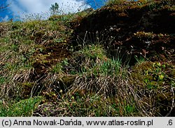 Sesleria albicans (sesleria skalna)