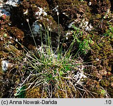 Sesleria albicans (sesleria skalna)