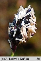 Sesleria albicans (sesleria skalna)