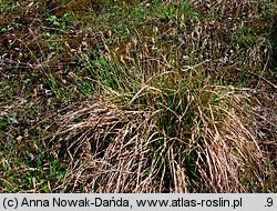 Sesleria albicans (sesleria skalna)