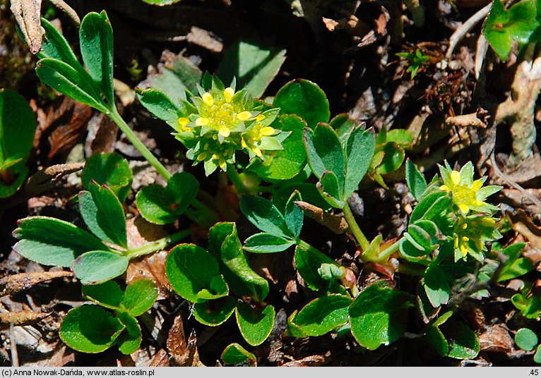 Sibbaldia procumbens (sybaldia rozesłana)