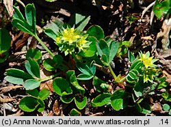 Sibbaldia procumbens (sybaldia rozesłana)