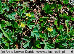 Sibbaldia procumbens (sybaldia rozesłana)