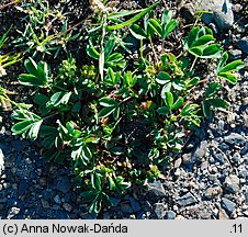 Sibbaldia procumbens (sybaldia rozesłana)