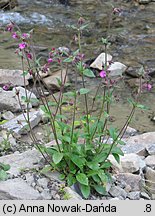 Melandrium rubrum (bniec czerwony)