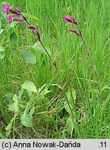 Silene dioica