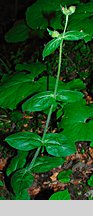 Silene dioica