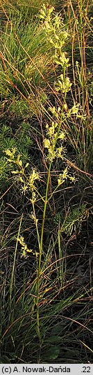 Silene otites (lepnica wąskopłatkowa)