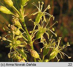 Silene otites (lepnica wąskopłatkowa)