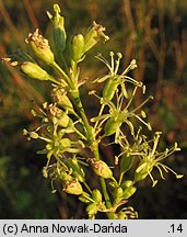 Silene otites (lepnica wąskopłatkowa)