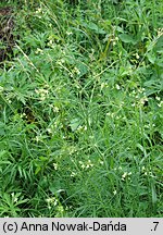 Sisymbrium altissimum (stulisz pannoński)